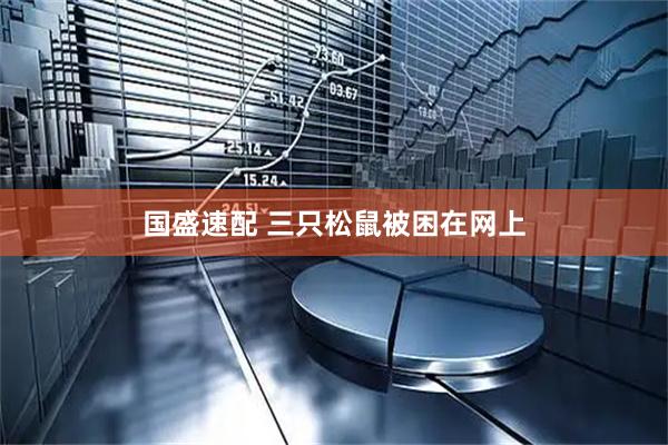 国盛速配 三只松鼠被困在网上