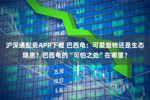 沪深通配资APP下载 巴西龟：可爱宠物还是生态隐患？巴西龟的“可怕之处”在哪里？