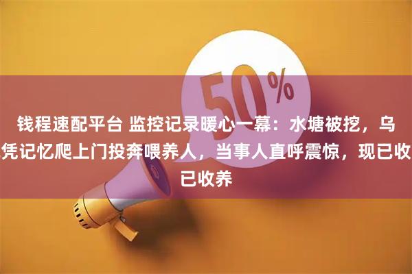 钱程速配平台 监控记录暖心一幕：水塘被挖，乌龟凭记忆爬上门投奔喂养人，当事人直呼震惊，现已收养